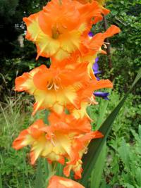 Gladiolus (Mečík)