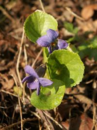 Viola odorata (Violka vonná)