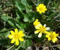 Ficaria verna (Orsej jarní)