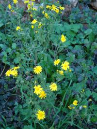 Anthemis tinctoria (Rmen barvířský)