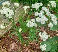 Achillea ptarmica (Řebříček bertrám)