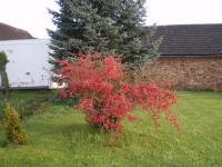 Chaenomeles speciosa (Kdoulovec ozdobný)