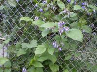 Clematis heracleifolia (Plamének bolševníkolistý)