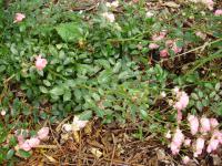 Rosa (Růže)