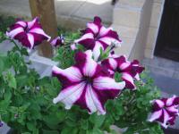 Petunia x atkinsiana (Petúnie zahradní)