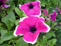 Petunia x atkinsiana (Petúnie zahradní)
