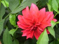 Dahlia (Jiřinka)