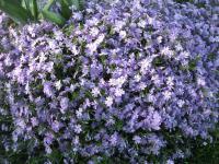Phlox subulata (Plamenka šídlovitá)