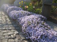 Phlox subulata (Plamenka šídlovitá)