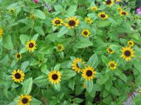 Sanvitalia procumbens   Mexican Creeping Zinnia plant