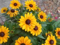 Rudbeckia hirta (Třapatka srstnatá)
