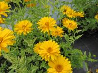 Heliopsis helianthoides (Janeba drsná)