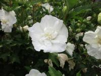 Hibiscus syriacus (Ibišek syrský)