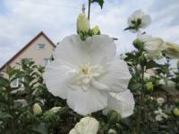 Hibiscus syriacus (Ibišek syrský)