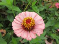 Zinnia elegans (Ostálka sličná)