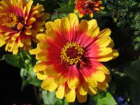 Zinnia elegans (Ostálka sličná)