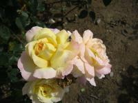 Rosa (Růže 'Gloria Dei' - Velkokvěté růže)