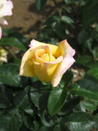 Rosa (Růže 'Gloria Dei' - Velkokvěté růže)