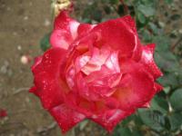 Rosa (Růže Ritter Hurm)