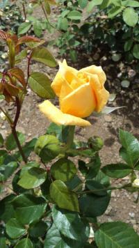 Rosa sp (Růže Westfalen Park)