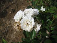 Rosa sp (Růže Alba Meideland)
