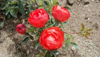Rosa sp (Růže Lachs)