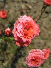Rosa sp (Růže Orange Jewel)