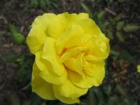 Rosa           'Friesia'  Rose flowers