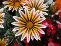 Gazania rigens (Gazánie zářivá)