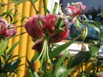 Lilium x hybridum    'Black Beauty'  Lily flowers