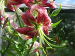 Lilium x hybridum   'Black Beauty'  Lily flowers