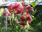 Lilium x hybridum     'Black Beauty'  Lily flowers