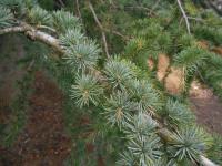 Cedrus atlantica (Cedr atlaský)