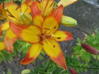 Lilie 'Cancun' - Asijské hybridy vysoké