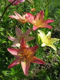 Lilium x hybridum   'Italia'  Lily flowers