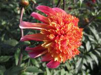 Dahlia pinnata (Jiřinka proměnlivá)