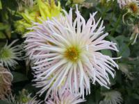 Dahlia pinnata (Jiřinka proměnlivá)