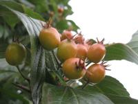 Crataegus x lavallei (Hloh kožolistý)