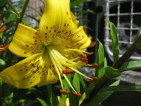Lilium x hybridum       'Pearl Jennifer'  Lily flowers