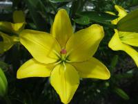 Lilium x hybridum     'Yellow Cocotte'  Lily flowers