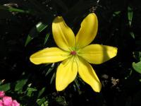 Lilium x hybridum      'Yellow Cocotte'  Lily flowers