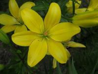 Lilie 'Yellow Cocotte' - Asijské hybridy vysoké