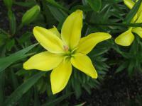 Lilium x hybridum 'Yellow Cocotte' Lily flowers Lilium x hybridum 'Yellow Cocotte' Lily flowers