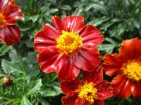 Tagetes patula (Aksamitník rozkladitý 'Disco Red')