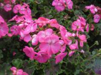 Pelargonium zonale (Pelargonia páskatá 'Black Velvet Rose')