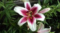 Lilium x hybridum 'Candy Club' Lily flowers Lilium x hybridum 'Candy Club' Lily flowers