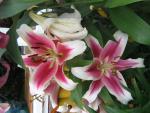 Lilium x hybridum 'Candy Club' Lily flowers Lilium x hybridum 'Candy Club' Lily flowers