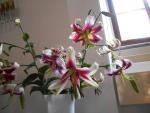 Lilium x hybridum  'Leslie Woodriff'  Lily flowers