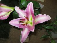 Lilium x hybridum  'Purple Lady' - Lily
