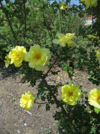 Rosa x harisonii (Růže Harisonova)
